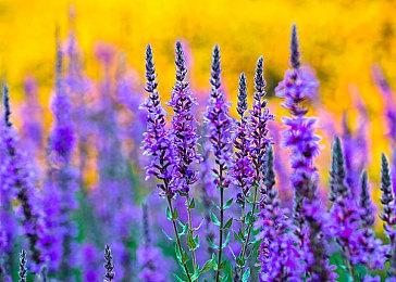 Game Pass标准版最长需要1年才能等到首日游戏